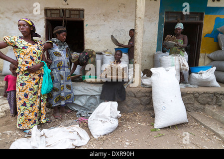Frauen sortieren geernteten Erdnüsse in ein Landwirt Rutshuru, Provinz Nord-Kivu, Kongo, demokratische Republik Kongo, demokratische Republik Kongo, Afrika Stockfoto