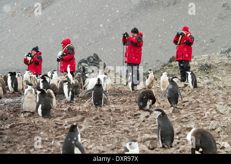 Antarktis, Tourismus, Touristen und Pinguin, Pinguine in der Antarktis Landschaft. Stockfoto