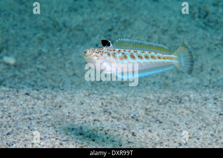 Größere Fische Petermännchen (Trachinus Draco) Stockfoto