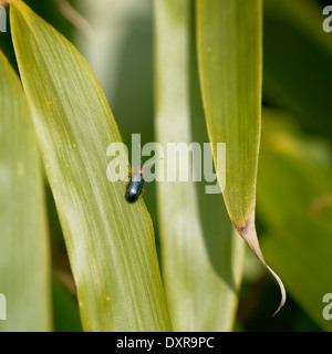 Einzelnes Blatt Käfer auf Bambusblatt, nach oben zeigend; Portrait-Format. Stockfoto