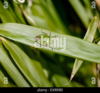 Green Shield Bug (Stink Bug) auf Bambusblatt, wies rechts; Querformat. Stockfoto