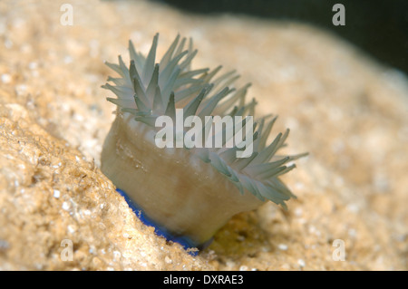 Mikrokügelchen Anemone (Actinia Equina) Stockfoto