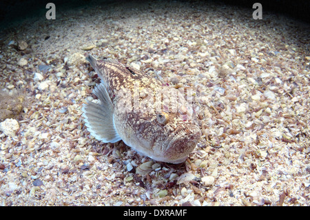 Stargazer oder Atlantic Stargazer (Uranoscopus Scaber), Schwarzes Meer, Krim, Russland Stockfoto