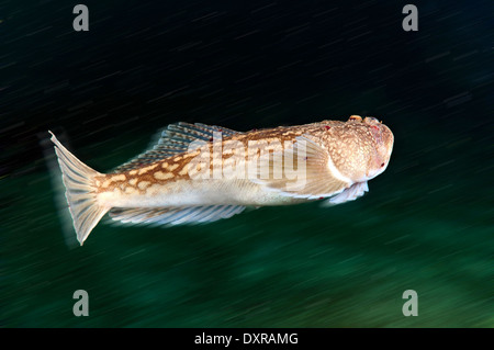 Stargazer oder Atlantic Stargazer (Uranoscopus Scaber), Schwarzes Meer, Krim, Russland Stockfoto