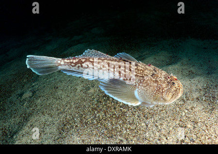 Stargazer oder Atlantic Stargazer (Uranoscopus Scaber), Schwarzes Meer, Krim, Russland Stockfoto