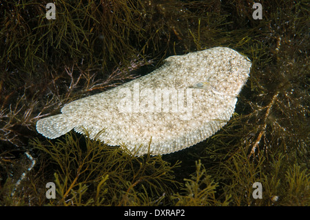 Sand Sohle, Atlantic Sohle, französische Sohle, Snouted Sohle oder Lascar (Pegusa Lascaris) Stockfoto