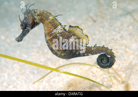 Kurz-snouted Seepferdchen (Hippocampus Hippocampus), Schwarzes Meer, Krim, Russland Stockfoto