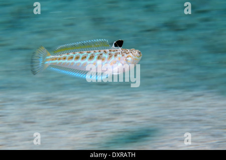 Größere Fische Petermännchen (Trachinus Draco) Stockfoto