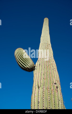 Tucson Arizona, Pima County. Sonora-Wüste, Saguaro National Park, Lorraine Lee versteckten Canyon Trail. Gigantischen Saguaro-Kaktus. Stockfoto