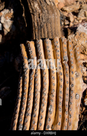 Arizona, Tucson. Sonora-Wüste, Saguaro-Nationalpark. Detail des Toten, innere "Skelett" des riesigen Saguaro Kaktus. Stockfoto
