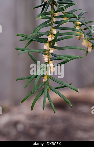 Eibe Taxus Baccata Kegel männlich Stockfoto