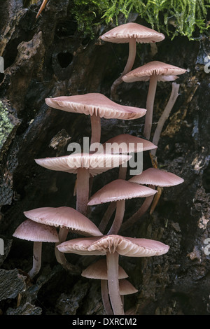 Mycena Galericulata gemeinsamen Motorhaube, Haube Mycena oder rosig-Gill Fee Helm Stockfoto