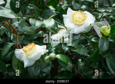 Weiße Kamelien mit Knospen in üppigen grünen Laub. Stockfoto