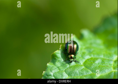 Schwangere Frau Green Dock Käfer (Gastrophysa Viridula) Stockfoto