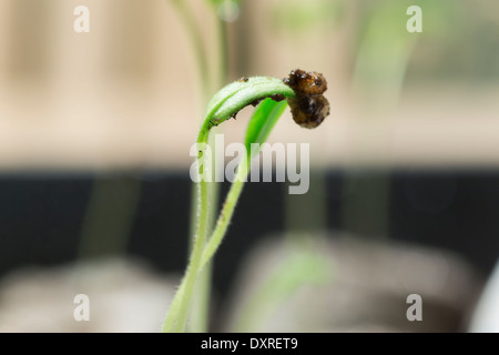 Tomaten-Sämlinge wachsen aus Samen, Stockfoto