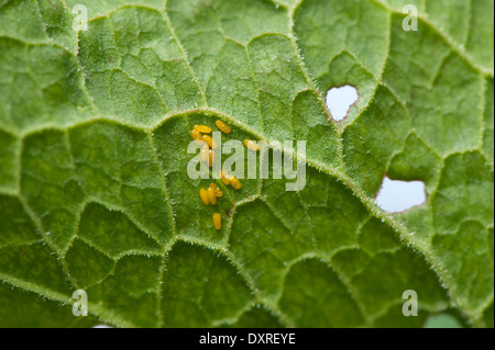 Eiern des Green Dock Käfer, auf der Unterseite eines Blattes Dock. (Gastrophysa Viridula) Stockfoto