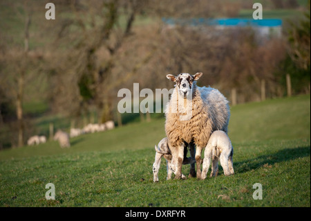 Maultier Schaf mit zwei Lämmern Spanferkel. Cumbria, UK. Stockfoto