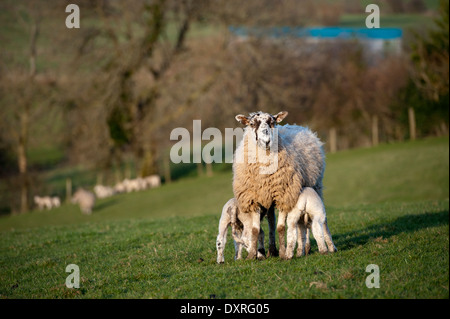 Maultier Schaf mit zwei Lämmern Spanferkel. Cumbria, UK. Stockfoto