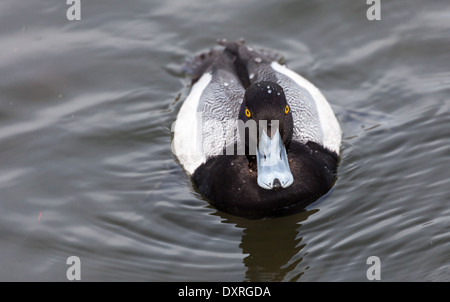 Lesser Scaup hautnah Stockfoto