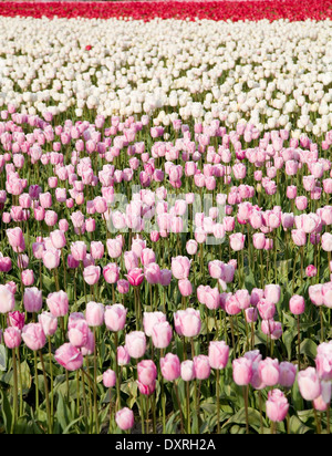 Rosa Tulpen im Feld-Hof für Hintergrund Stockfoto