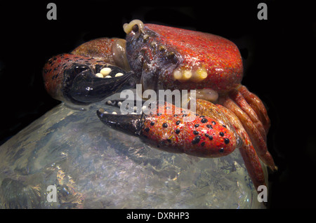 Hand Maded Krabbe aus Murano-Glas gefertigt Stockfoto