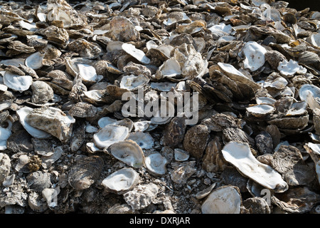 Leeren Austernschalen am Strand von Whitstable verworfen. Bild von Julie Edwards Stockfoto