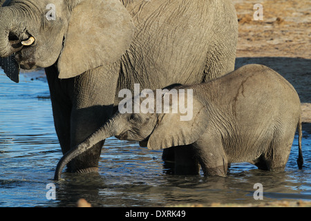 Afrikanischer Elefant Mutter und Kalb trinken Stockfoto