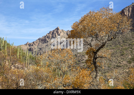 Arizonas Sabino Canyon Stockfoto