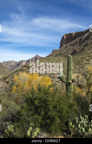 Arizonas Sabino Canyon Stockfoto