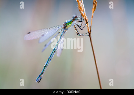 bunte Libelle im Tau fällt auf einer Wiese Stockfoto