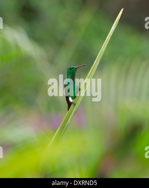 Kupfer-rumped Kolibri, Amazilia Tobaci Erythronotus thront. Trinidad. Stockfoto