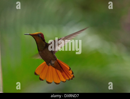 Rubin-Topas-Kolibri, Chrysolampus Mosquitus schweben während der Fütterung. Trinidad. Stockfoto