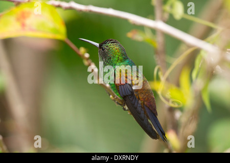 Kupfer-rumped Kolibri thront Amazilia Tobaci Erythronotus; Tobago Stockfoto