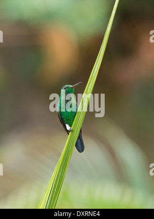 Kupfer-rumped Kolibri, Amazilia Tobaci Erythronotus thront. Trinidad. Stockfoto