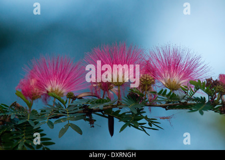 Rot Puderquaste, Calliandra Haematocephala (lokal bekannt als Mimosa). Trinidad. Stockfoto