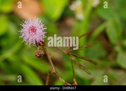 Sinnpflanze, brach Mimosa Pudica mit verlässt. Stockfoto