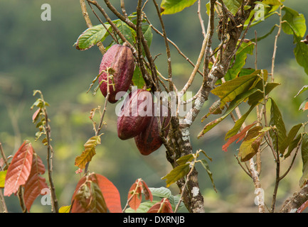 Früchte von Kakao oder Cacao Baum Theobroma Cacao in Plantage, Trinidad. Stockfoto