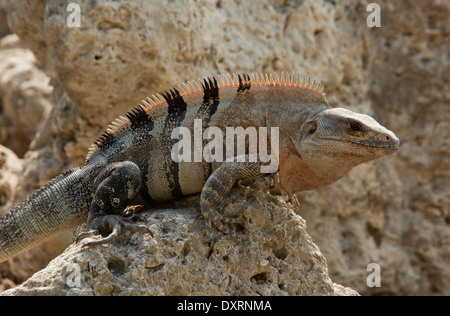 Schwarzen stacheligen-tailed Leguan, schwarzer Leguan oder schwarze Ctenosaur, Ctenosaura Similis, auf felsigen Vorland, Florida. Stockfoto