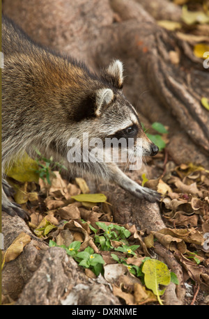 Waschbär oder Racoon, Procyon Lotor Nahrungssuche unter Baumwurzeln; Everglades, Florida. Stockfoto