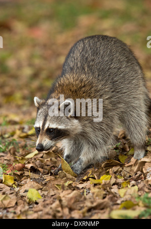 Waschbär oder Racoon, Procyon Lotor Nahrungssuche unter Baumwurzeln; Everglades, Florida. Stockfoto