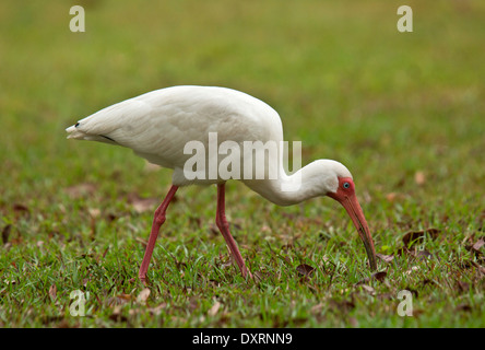 American White Ibis Eudocimus Albus Fütterung auf Rasen Stockfoto