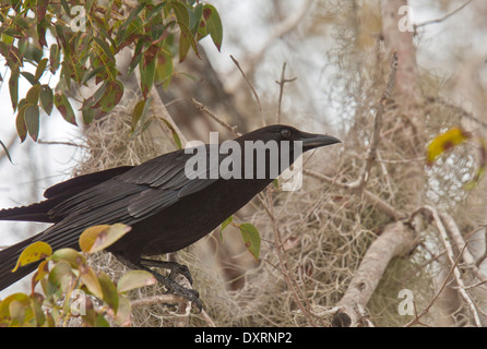 Amerikanische Krähe, thront Corvus Brachyrhynchos in Baum mit spanischem Moos. Florida. Stockfoto