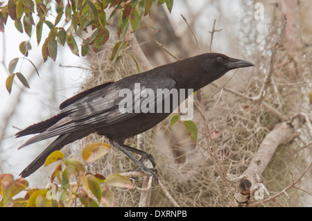 Amerikanische Krähe, thront Corvus Brachyrhynchos in Baum mit spanischem Moos. Florida. Stockfoto