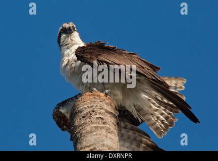 Fischadler Pandion Haliaetus, auch bekannt als Sea Hawk, Fischadler, Fluss Hawk oder Fisch Hawk; Stockfoto