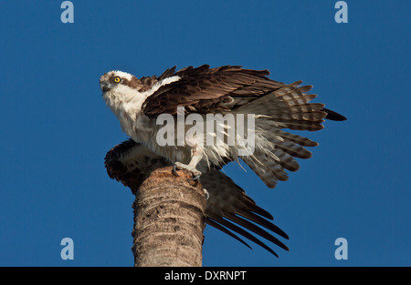 Fischadler Pandion Haliaetus, auch bekannt als Sea Hawk, Fischadler, Fluss Hawk oder Fisch Hawk; Stockfoto