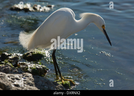 Snowy Reiher, Egretta unaufger Fütterung, gegen das Licht. Florida. Stockfoto