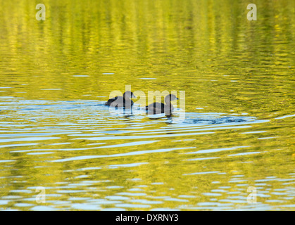 Pied – abgerechnet Haubentaucher, Podilymbus Podiceps, auf dem Wasser, am frühen Morgen. Stockfoto