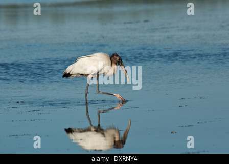 Holz-Storch Mycteria Americana Fütterung in seichten Lagune. Florida. Stockfoto