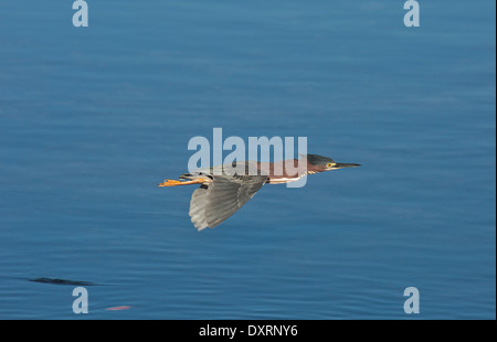 Grün Reiher Butorides Virescens im Flug über Wasser. Florida. Stockfoto