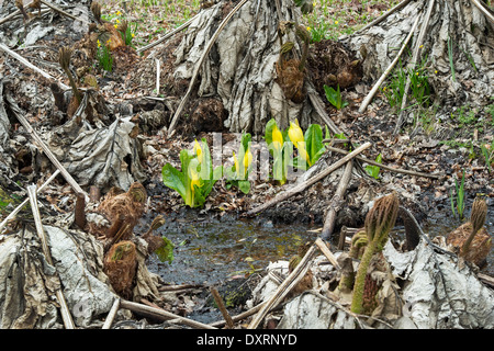 Lysichiton Americanus. Gelbe Skunk Cabbage in unter Frühjahr blühende Gunnera Tinctoria. RHS Wisley Gärten, Surrey, UK Stockfoto